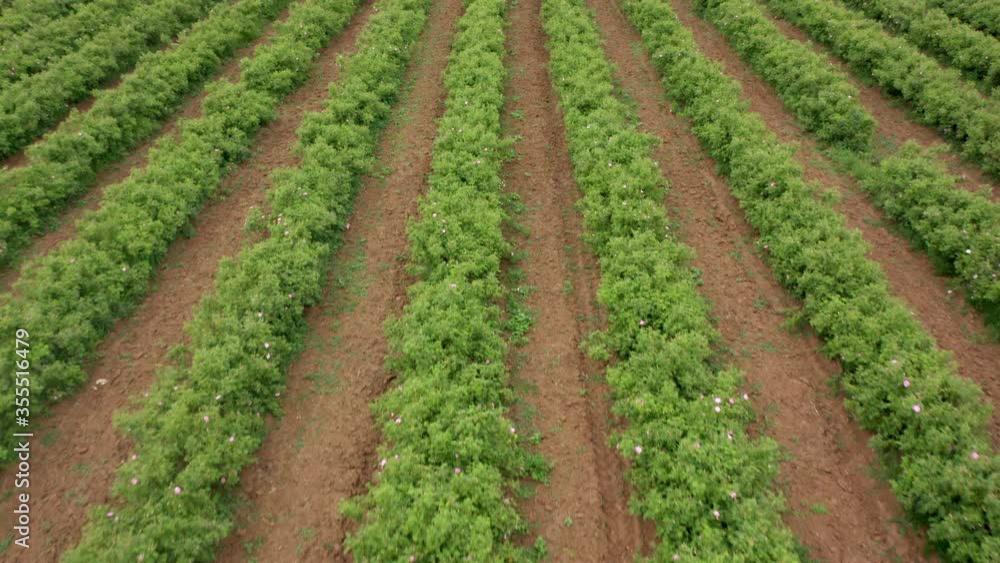 Aerial drone flight over blossomed field with oil-bearing rose (Rosa Damascena) in well-known Valley of roses near Kazanlak, Bulgaria. Close up view. Aerial drone flight over blossomed field with oil-bearing rose (Rosa Damascena) in well-known Valley of roses near Kazanlak, Bulgaria. Close up view.