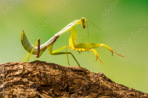 Foto green praying mantis in branch