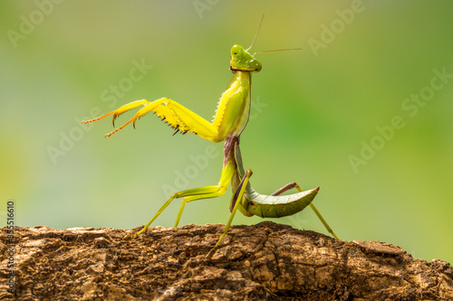 Fototapete green praying mantis in branch
