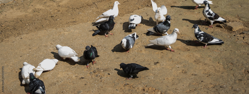 Pigeon birds standing together. Group of pigeons and the dove.
Pigeon birds standing together. Group of pigeons and the dove.