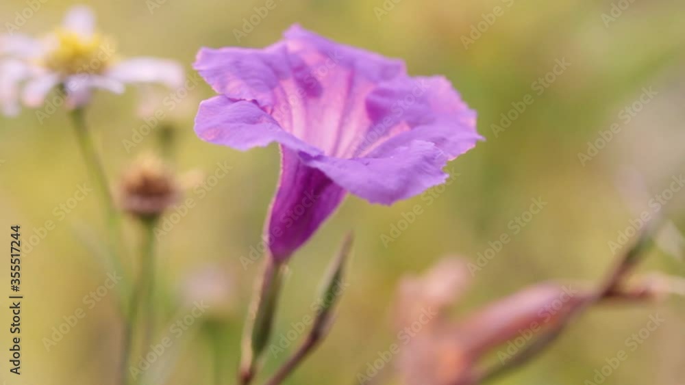 Beautiful purple flowers in the Asian garden in summer Beautiful purple flowers in the Asian garden in summer