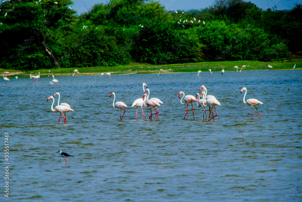 Naklejka premium Flamingos in Thol lake