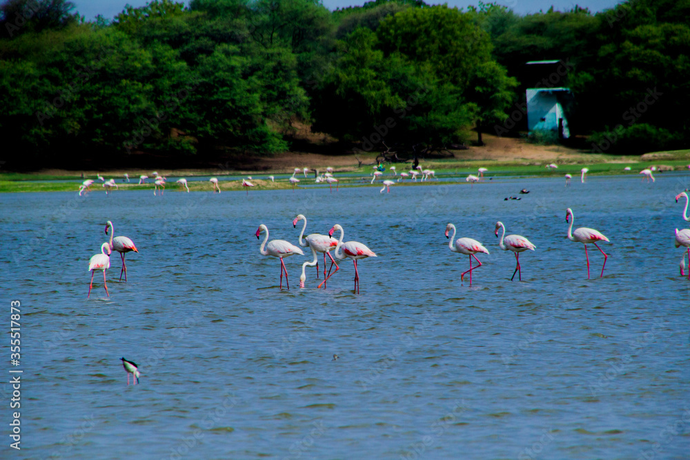 Naklejka premium Flamingos in Thol lake