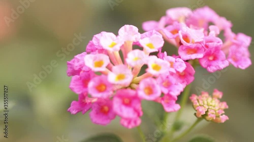  Beautiful purple flowers in the Asian garden in summer