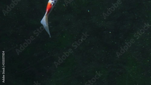 Fish Koi, Fancy carp swimming in a pond