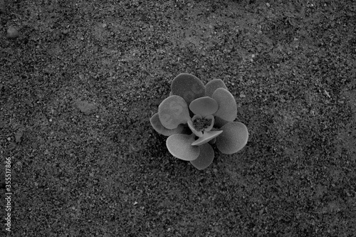 flower on the sand