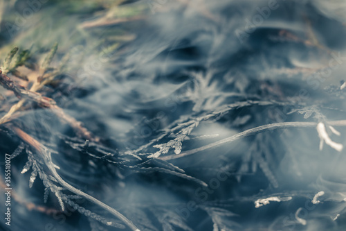 Branches of coniferous tree in smoke