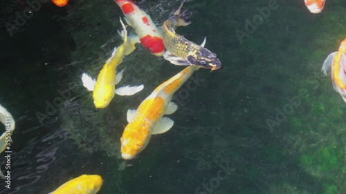 Fish Koi, Fancy carp swimming in a pond