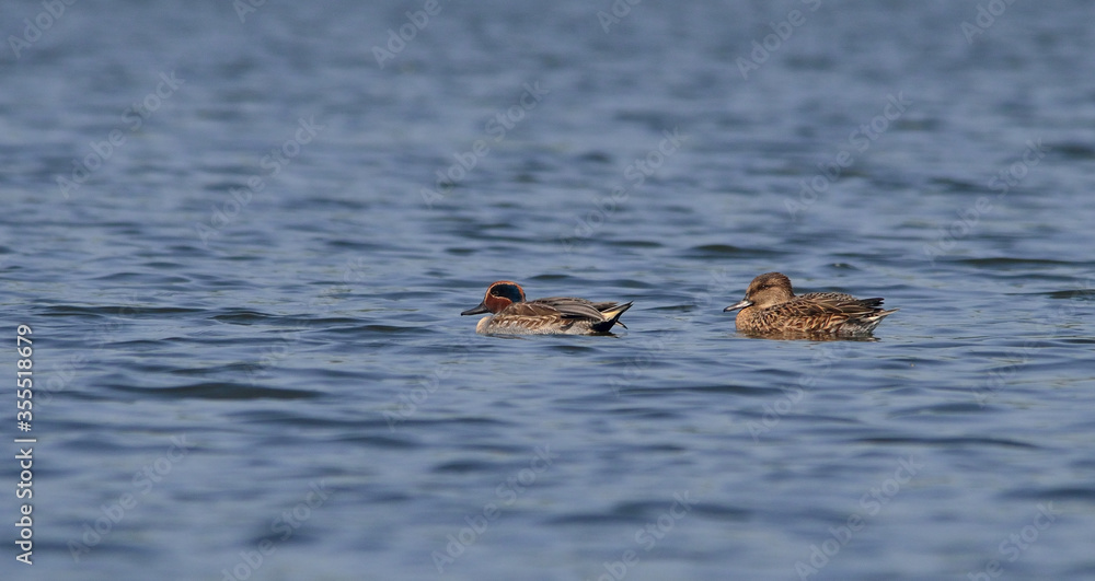 common teal duck in a lake common teal duck in a lake