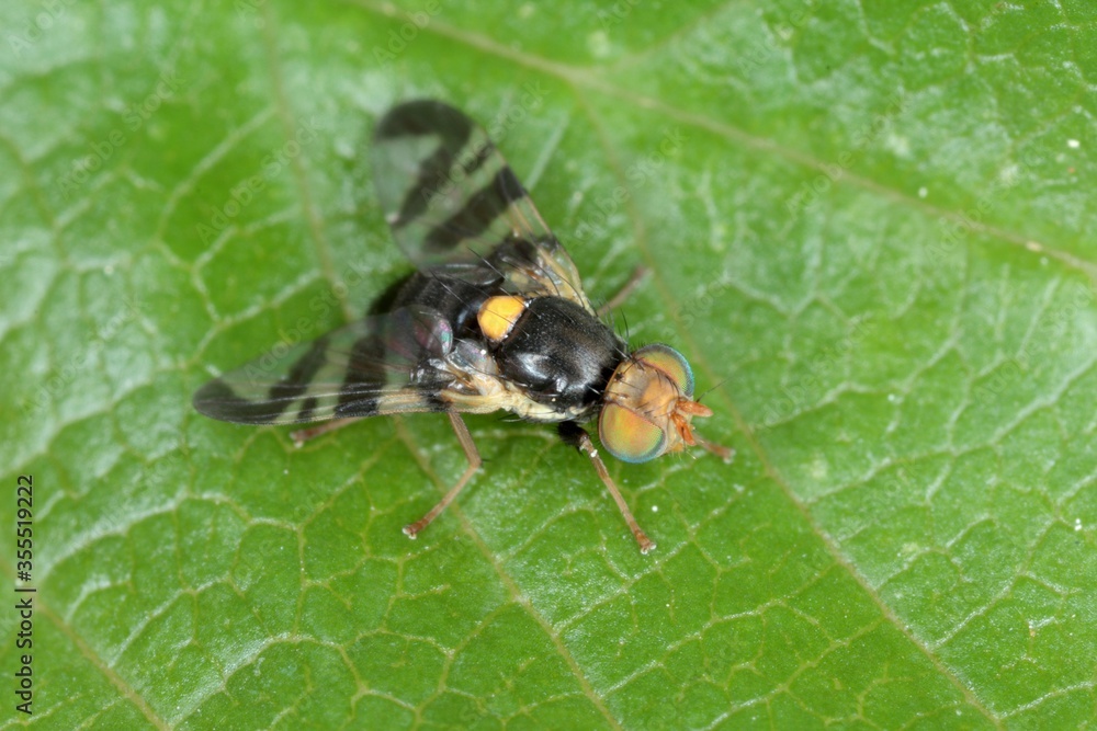 Fototapeta premium Rhagoletis cerasi is a species of tephritid fruit fly known by the common name cherry fruit fly. It is a major pest of cherry crops in Europe.