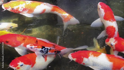 Fish Koi, Fancy carp swimming in a pond