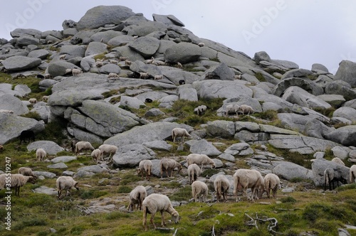 troupeau de moutons paissant dans une prairie sous un sommet couvert de rochers sur la hauteur des montagnes corses photo