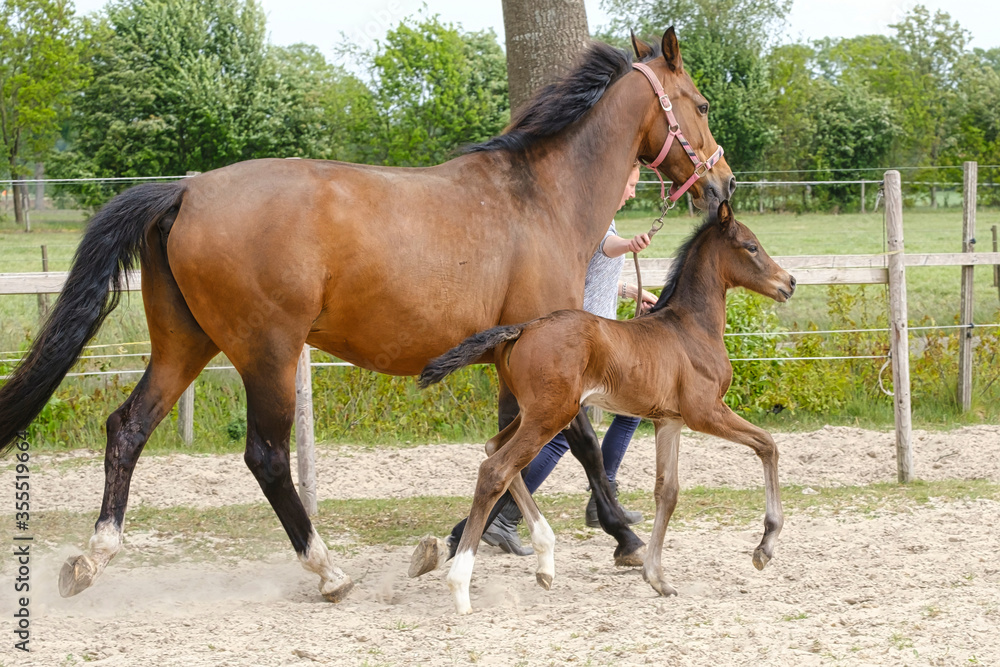 Little brown foal, trosts next to the mother, one week old, during the day with a countryside landscape Little brown foal, trosts next to the mother, one week old, during the day with a countryside landscape