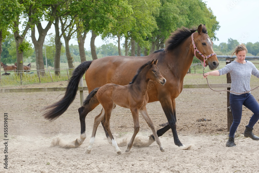 Little brown foal, trosts next to the mother, one week old, during the day with a countryside landscape Little brown foal, trosts next to the mother, one week old, during the day with a countryside landscape