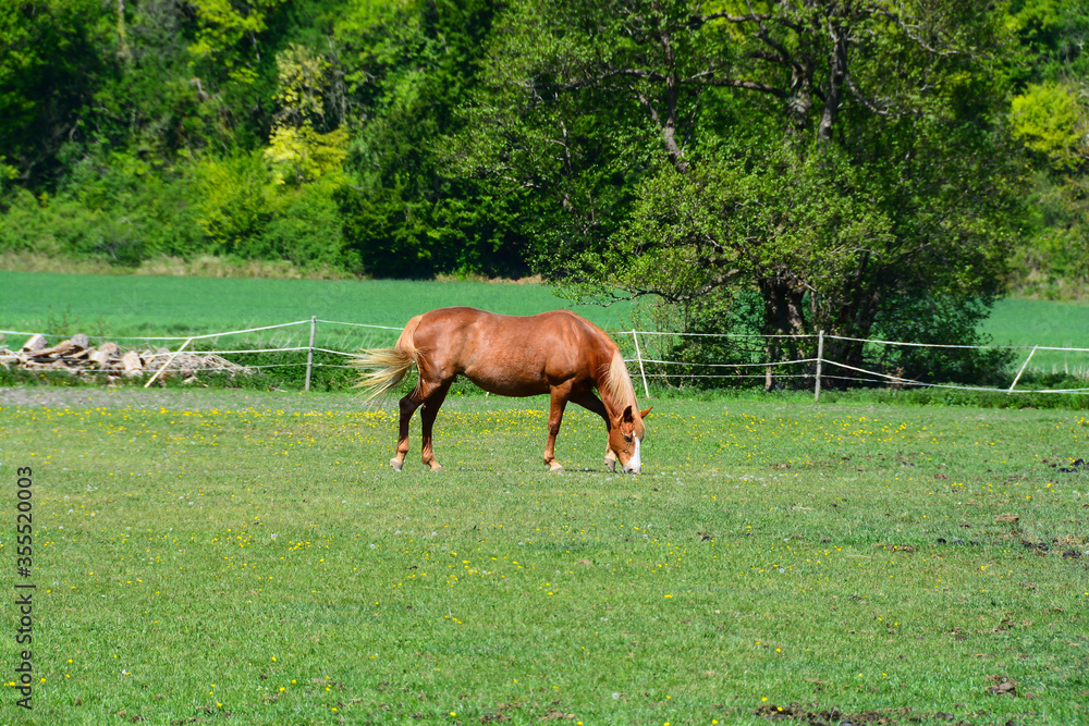 Naklejka premium Cheval