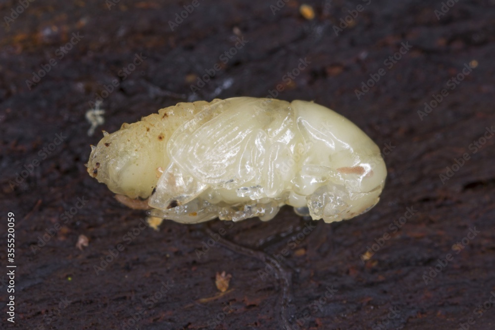 Pupa of Scolytus mali - larger shothole borer (other names apple bark beetle and large fruit bark beetle of bark beetle in the family Curculionidae (subfamily Scolytinae) a pest of many fruit trees. Pupa of Scolytus mali - larger shothole borer (other names apple bark beetle and large fruit bark beetle of bark beetle in the family Curculionidae (subfamily Scolytinae) a pest of many fruit trees.