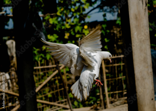 white pigeon or doves on a Black background, White pigeon isolated, bird of peace
