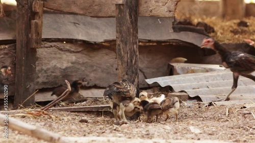  The hens and chicks are finding food in a rural area in Asia. 