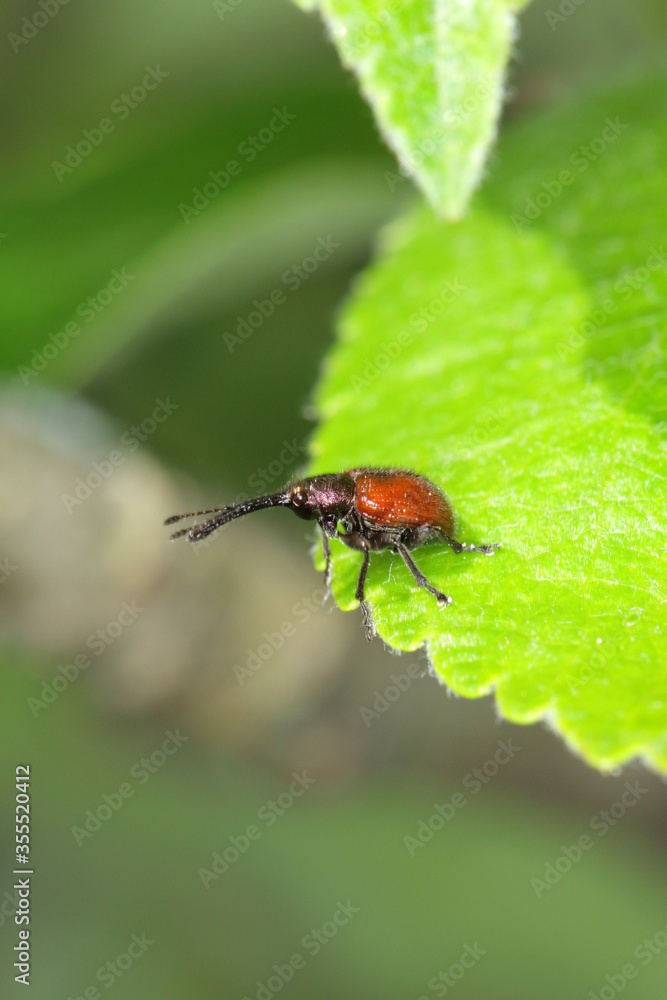 Peach weevil (Rhynchites bacchus) on the apple leaf. This insect is a common pest in orchards. Peach weevil (Rhynchites bacchus) on the apple leaf. This insect is a common pest in orchards.