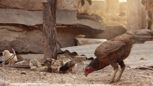  The hens and chicks are finding food in a rural area in Asia. 