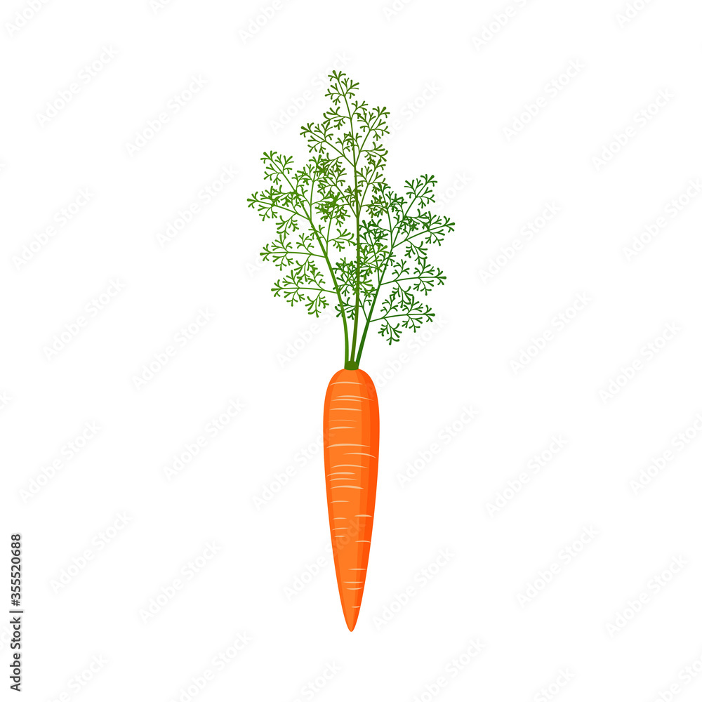 Orange carrots with green tops. Vector stock flat illustration isolated on a white background. Orange carrots with green tops. Vector stock flat illustration isolated on a white background.