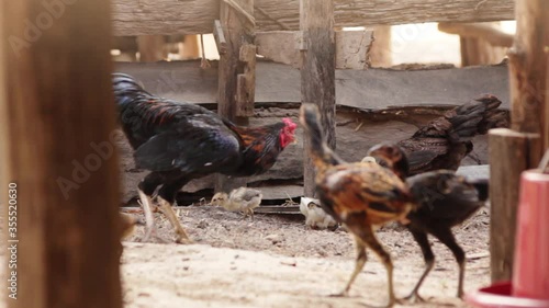  The hens and chicks are finding food in a rural area in Asia. 