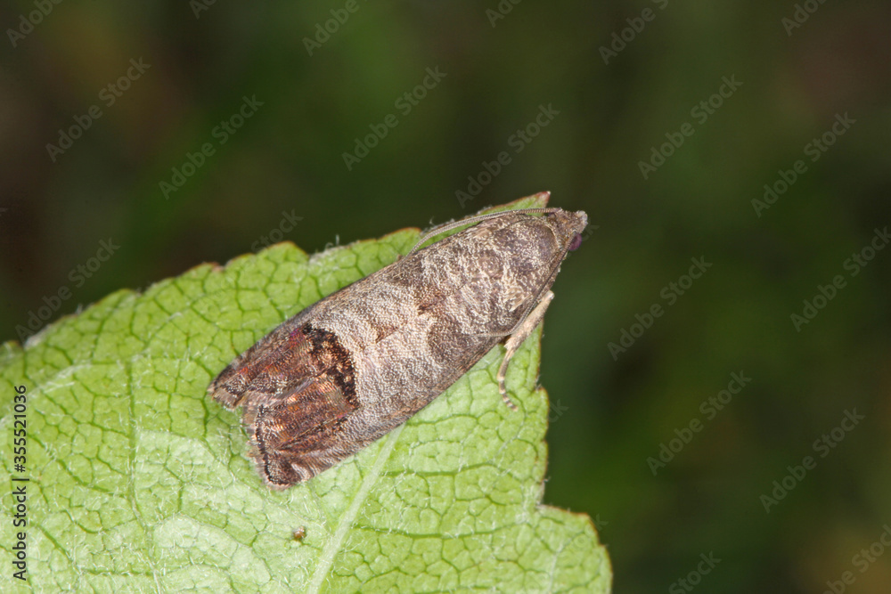Fototapeta premium The codling moth (Cydia pomonella) is a member of the Lepidopteran family Tortricidae. It is major pests to agricultural crops, mainly fruits such as apples and pears in orchard and gardens.