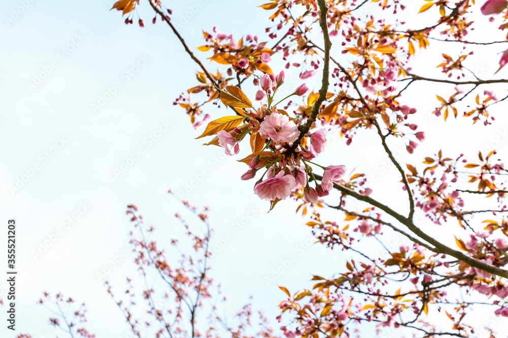 Naklejka Delikatne gałęzie przeciw błękitne niebo podczas kwiat wiśni na drzewo wiśni japońskiej (Prunus serrulata). W kulturze japońskiej wiosenny kwiat obchodzony jest pod nazwą Hanami.