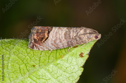 The codling moth (Cydia pomonella) is a member of the Lepidopteran family Tortricidae. It is major pests to agricultural crops, mainly fruits such as apples and pears in orchard and gardens. photo