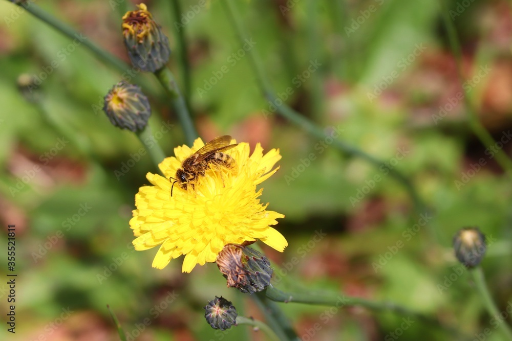 Biene sitzt auf gelber Blüte Biene sitzt auf gelber Blüte