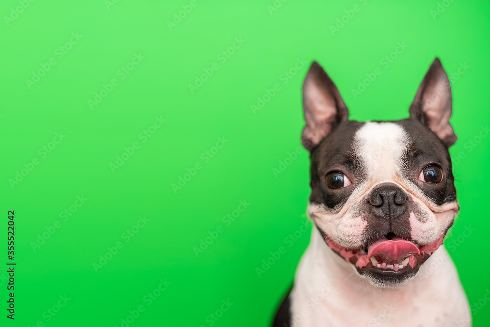 A Boston Terrier dog with a happy face with a smile and a tongue sticking out poses on a green background. Portrait. Copy space.