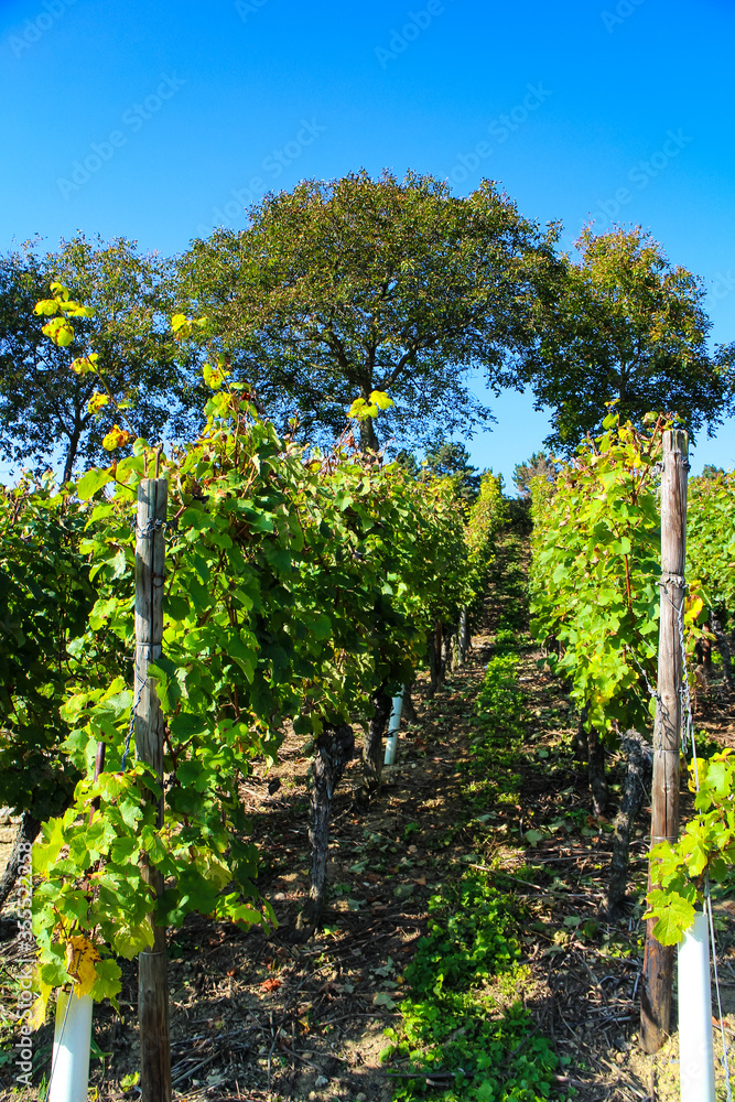 Obraz premium Grape vines (Vitis vinifera) of the Riesling variety on Lohrberg hill, a public park and vineyard of the Rheingau terroir in the Seckbach district of Frankfurt am Main, Hesse, Germany. 