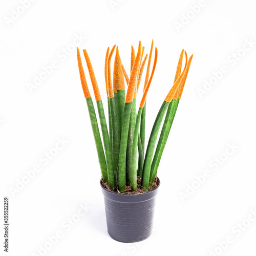  African spear, Cylindrical snake plant, Spear Sansevieria, green plant with yellow on its top, was isolated on white background