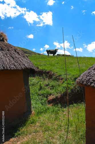 Cow between traditional Rondavels in a small village in Lesotho, Southern Africa.