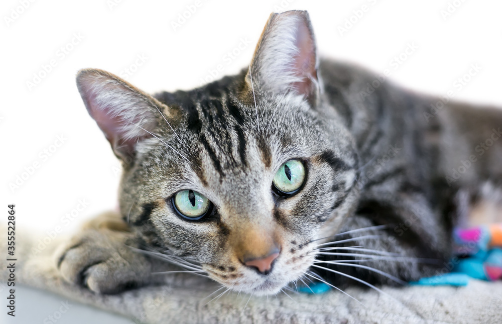 An ear-tipped tabby shorthair cat resting its head on its paws