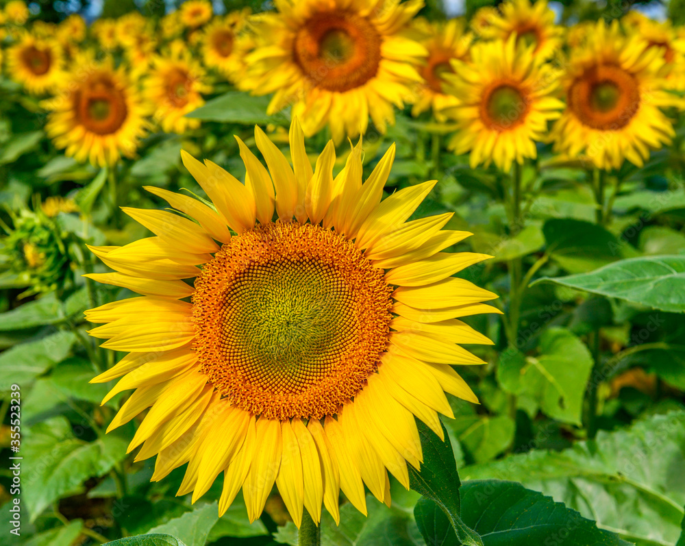 The main sunflower in a field of sunflowers