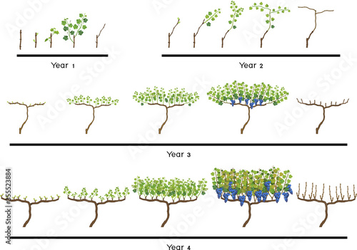Life cycle of grapevine isolated on white background. Four year grapevine development and ripening stages. Spur pruning