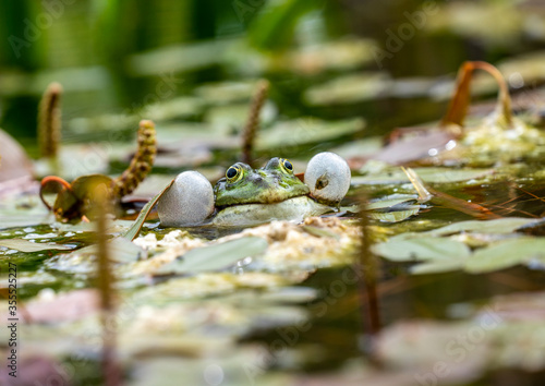 Balzender Teichfrosch / Wasserfrosch bläst bei der Partnersuche die Backen auf und quakt lautstark photo