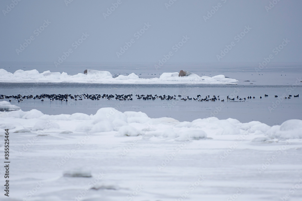 Birds on open water with ocean Ice foreground