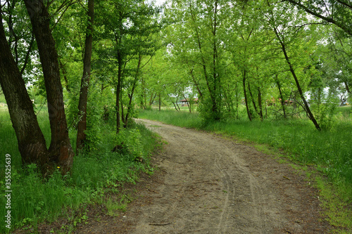 Leśna droga skręcająca w lewo wśród zielonych drzew.