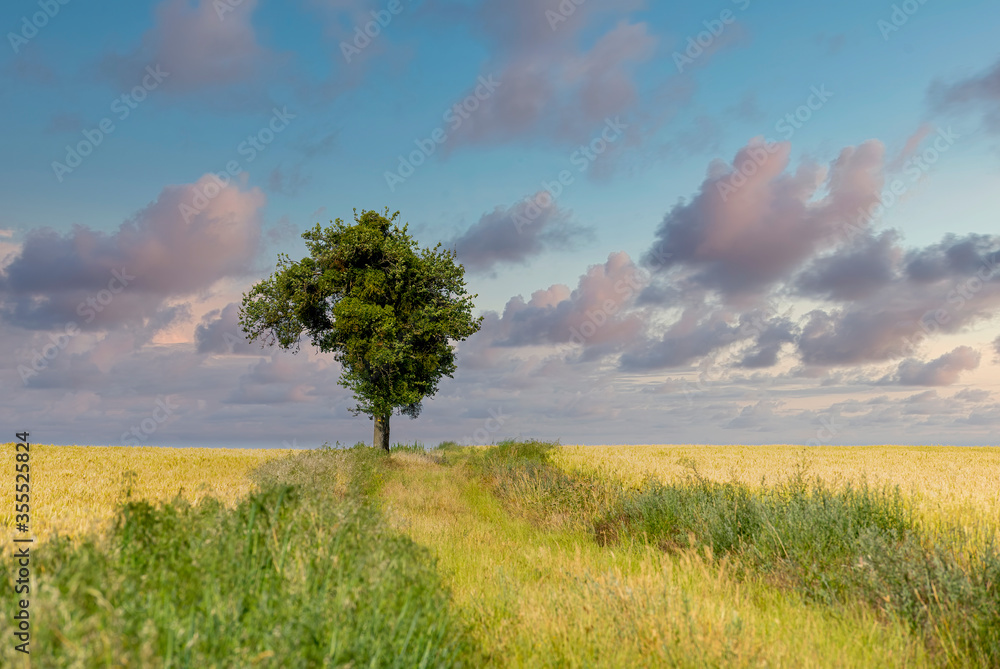 Fototapeta premium lonely tree in the field on cloudy sky