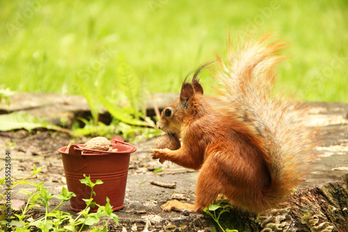 Squirrel and a bucket of nuts. Sciurus. Rodent. Beautiful red squirrel in the park
