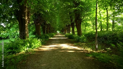 Walking at a Green Park Forest Path in Summer - Park Trees and Landscape