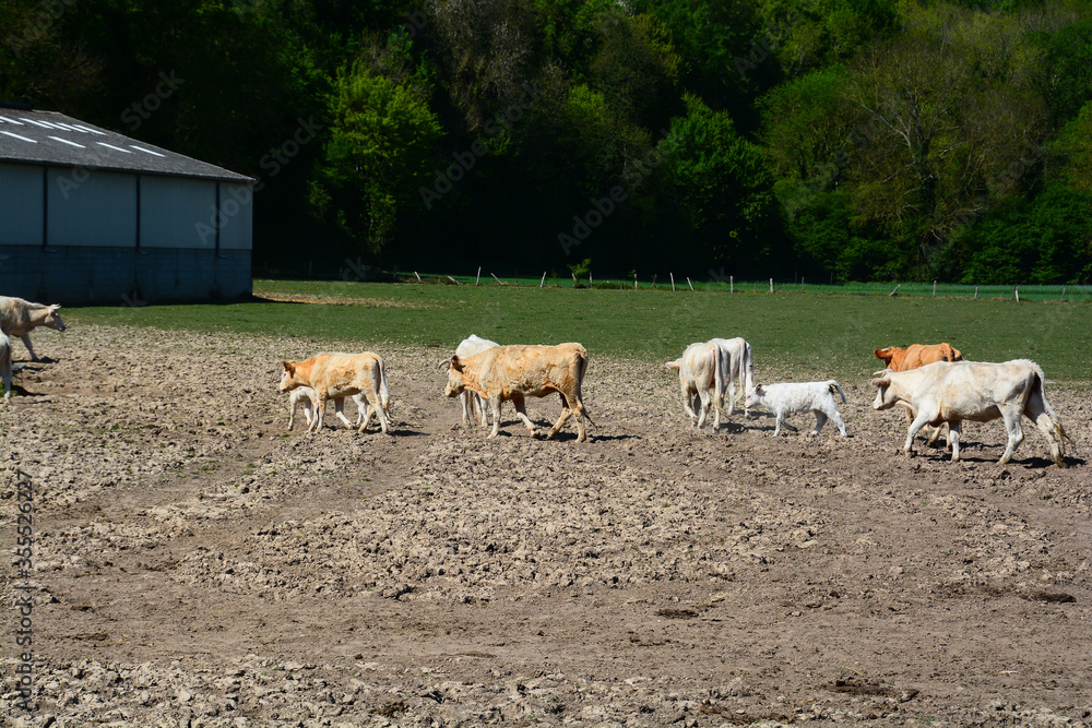Obraz premium Vache