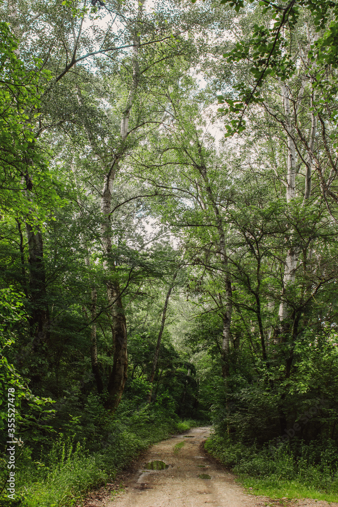 The road in the forest. Country road to the forest. Puddles on the road. Quiet and calm forest. Walk in the woods. Summer nature. Paradise Way