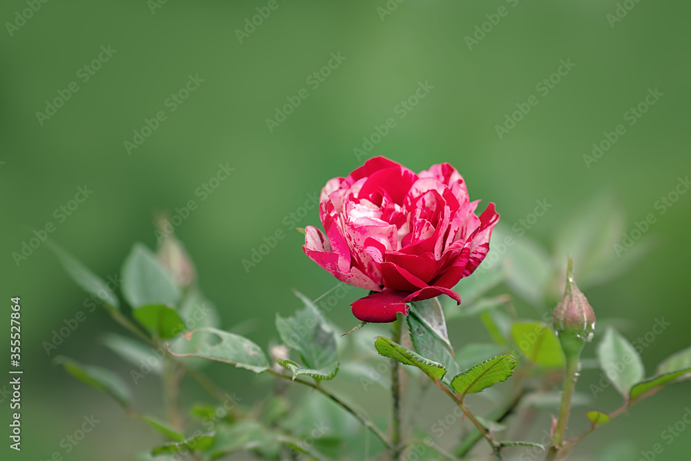 A small red-and-white rose on the green background of the garden A small red-and-white rose on the green background of the garden