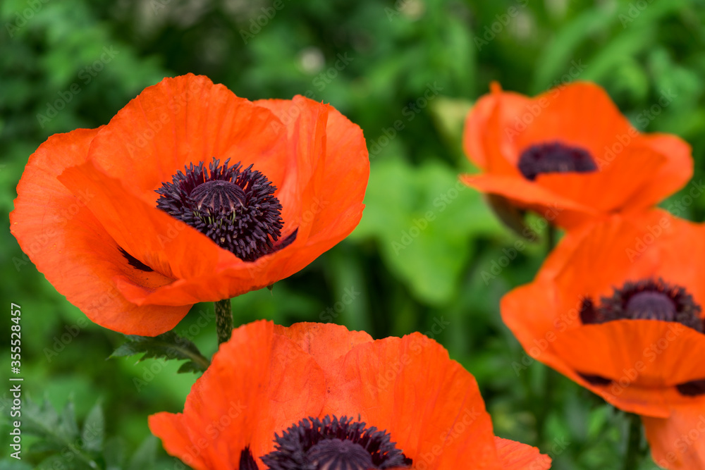 Close up red poppies on sunny field.Beautiful papaver flowers on the green yard on summer day.Flower of remembrance on memorial day. Summer flowers background. Close up red poppies on sunny field.Beautiful papaver flowers on the green yard on summer day.Flower of remembrance on memorial day. Summer flowers background.