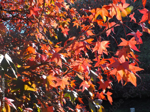 autumn leaves background