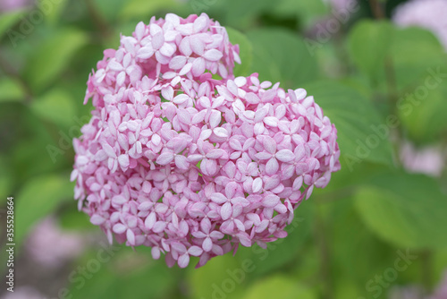 Closeup of pink Hydrangea Annabelle in the shape of heart