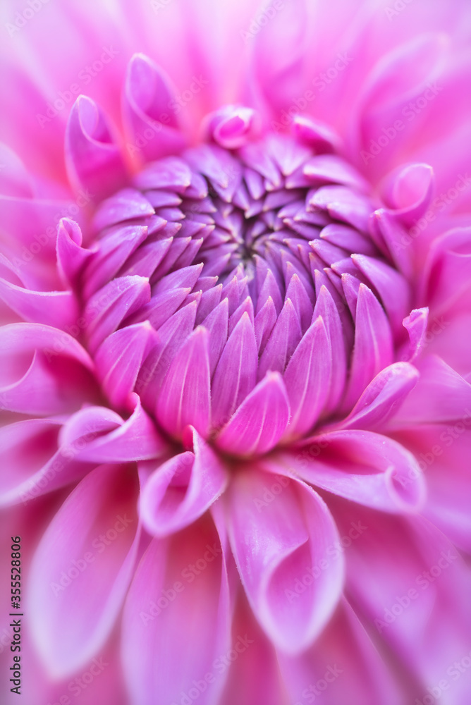 Pink Dahlia flower macro Pink Dahlia flower macro